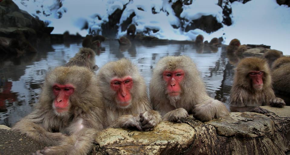japanese macaque monkeys in the jigokudani nature reserve,chubu,japan